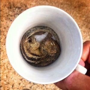 Meet your Posher, Janine